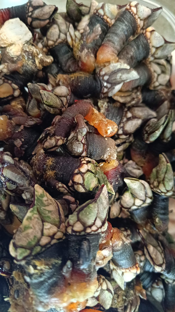 restaurante en Úbeda, tapería en Úbeda, tapería de mercado en Úbeda, tapas en Úbeda, restaurante de temporada en Úbeda, dónde comer en Úbeda, cocina de mercado en Jaén, tapas y raciones en Úbeda, restaurante bruki, bruki, bruky, restaurante en Úbeda centro, tapas en Úbeda casco histórico, bar-coctelería en Plaza de San Pedro Úbeda, cócteles en Úbeda casco antiguo, restaurante moderno Úbeda centro, restaurante lupone, lupone, Tiendas gourmet en Úbeda, delicatessen Úbeda, jamones ibéricos premium Úbeda, quesos artesanales Úbeda, embutidos ibéricos de calidad Úbeda, productos gourmet Jaén, hestia, estia