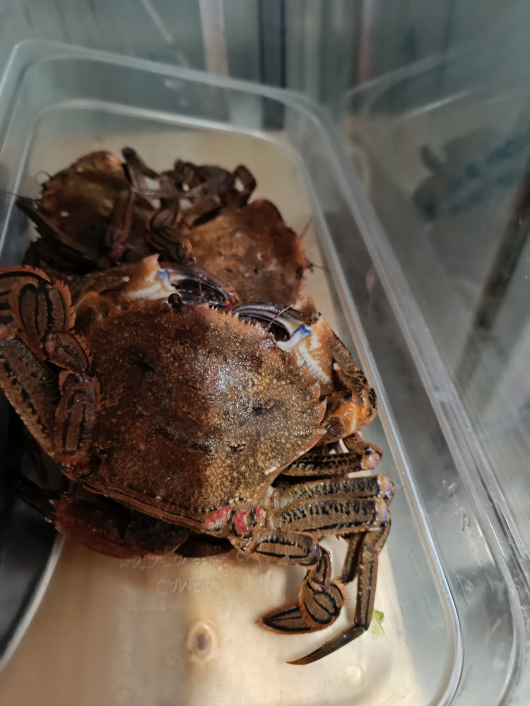 restaurante en Úbeda, tapería en Úbeda, tapería de mercado en Úbeda, tapas en Úbeda, restaurante de temporada en Úbeda, dónde comer en Úbeda, cocina de mercado en Jaén, tapas y raciones en Úbeda, restaurante bruki, bruki, bruky, restaurante en Úbeda centro, tapas en Úbeda casco histórico, bar-coctelería en Plaza de San Pedro Úbeda, cócteles en Úbeda casco antiguo, restaurante moderno Úbeda centro, restaurante lupone, lupone, Tiendas gourmet en Úbeda, delicatessen Úbeda, jamones ibéricos premium Úbeda, quesos artesanales Úbeda, embutidos ibéricos de calidad Úbeda, productos gourmet Jaén, hestia, estia