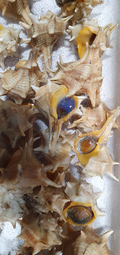 restaurante en Úbeda, tapería en Úbeda, tapería de mercado en Úbeda, tapas en Úbeda, restaurante de temporada en Úbeda, dónde comer en Úbeda, cocina de mercado en Jaén, tapas y raciones en Úbeda, restaurante bruki, bruki, bruky, restaurante en Úbeda centro, tapas en Úbeda casco histórico, bar-coctelería en Plaza de San Pedro Úbeda, cócteles en Úbeda casco antiguo, restaurante moderno Úbeda centro, restaurante lupone, lupone, Tiendas gourmet en Úbeda, delicatessen Úbeda, jamones ibéricos premium Úbeda, quesos artesanales Úbeda, embutidos ibéricos de calidad Úbeda, productos gourmet Jaén, hestia, estia