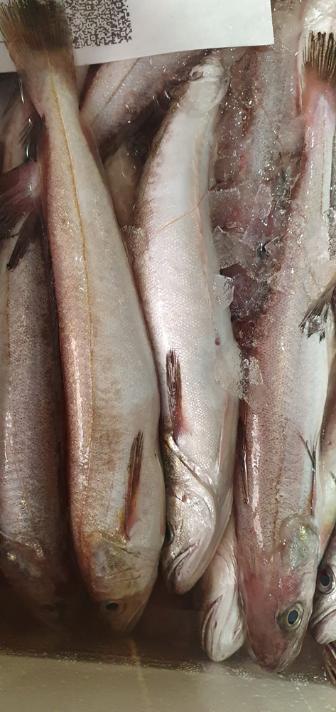 restaurante en Úbeda, tapería en Úbeda, tapería de mercado en Úbeda, tapas en Úbeda, restaurante de temporada en Úbeda, dónde comer en Úbeda, cocina de mercado en Jaén, tapas y raciones en Úbeda, restaurante bruki, bruki, bruky, restaurante en Úbeda centro, tapas en Úbeda casco histórico, bar-coctelería en Plaza de San Pedro Úbeda, cócteles en Úbeda casco antiguo, restaurante moderno Úbeda centro, restaurante lupone, lupone, Tiendas gourmet en Úbeda, delicatessen Úbeda, jamones ibéricos premium Úbeda, quesos artesanales Úbeda, embutidos ibéricos de calidad Úbeda, productos gourmet Jaén, hestia, estia