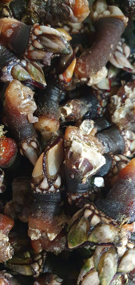 restaurante en Úbeda, tapería en Úbeda, tapería de mercado en Úbeda, tapas en Úbeda, restaurante de temporada en Úbeda, dónde comer en Úbeda, cocina de mercado en Jaén, tapas y raciones en Úbeda, restaurante bruki, bruki, bruky, restaurante en Úbeda centro, tapas en Úbeda casco histórico, bar-coctelería en Plaza de San Pedro Úbeda, cócteles en Úbeda casco antiguo, restaurante moderno Úbeda centro, restaurante lupone, lupone, Tiendas gourmet en Úbeda, delicatessen Úbeda, jamones ibéricos premium Úbeda, quesos artesanales Úbeda, embutidos ibéricos de calidad Úbeda, productos gourmet Jaén, hestia, estia