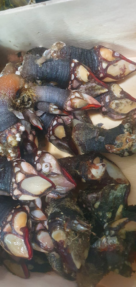 restaurante en Úbeda, tapería en Úbeda, tapería de mercado en Úbeda, tapas en Úbeda, restaurante de temporada en Úbeda, dónde comer en Úbeda, cocina de mercado en Jaén, tapas y raciones en Úbeda, restaurante bruki, bruki, bruky, restaurante en Úbeda centro, tapas en Úbeda casco histórico, bar-coctelería en Plaza de San Pedro Úbeda, cócteles en Úbeda casco antiguo, restaurante moderno Úbeda centro, restaurante lupone, lupone, Tiendas gourmet en Úbeda, delicatessen Úbeda, jamones ibéricos premium Úbeda, quesos artesanales Úbeda, embutidos ibéricos de calidad Úbeda, productos gourmet Jaén, hestia, estia