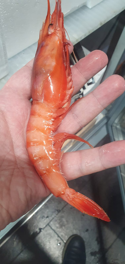 restaurante en Úbeda, tapería en Úbeda, tapería de mercado en Úbeda, tapas en Úbeda, restaurante de temporada en Úbeda, dónde comer en Úbeda, cocina de mercado en Jaén, tapas y raciones en Úbeda, restaurante bruki, bruki, bruky, restaurante en Úbeda centro, tapas en Úbeda casco histórico, bar-coctelería en Plaza de San Pedro Úbeda, cócteles en Úbeda casco antiguo, restaurante moderno Úbeda centro, restaurante lupone, lupone, Tiendas gourmet en Úbeda, delicatessen Úbeda, jamones ibéricos premium Úbeda, quesos artesanales Úbeda, embutidos ibéricos de calidad Úbeda, productos gourmet Jaén, hestia, estia